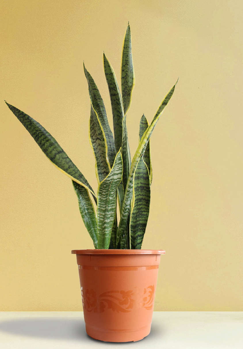 Snake Plant